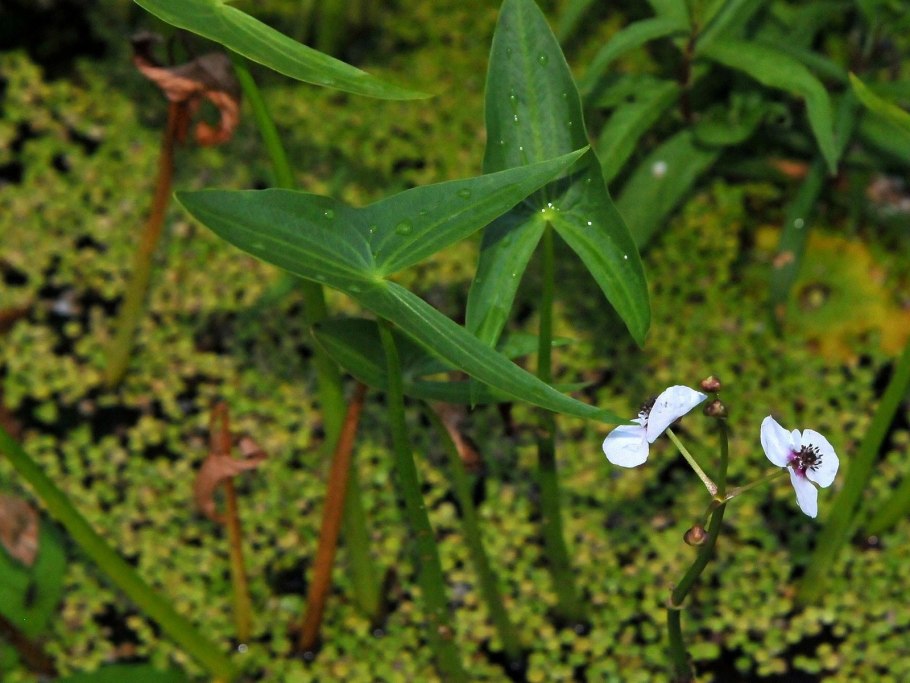 Магнитофон Mason ls107m