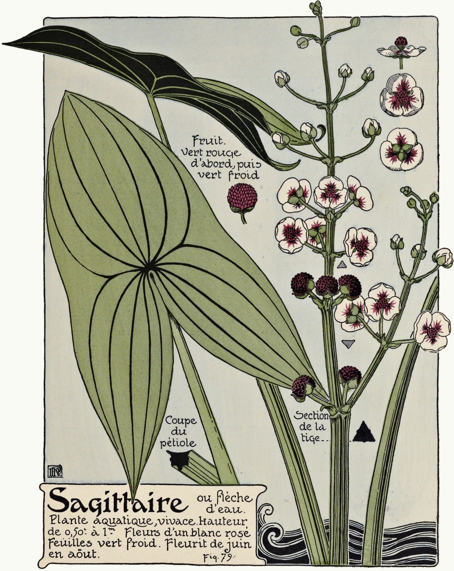 Стрелолист комнатный цветок