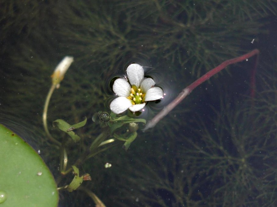 Стрелолист обыкновенный (Sagittaria sagittifolia)
