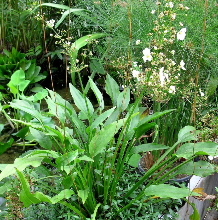 Камыш стрелолист