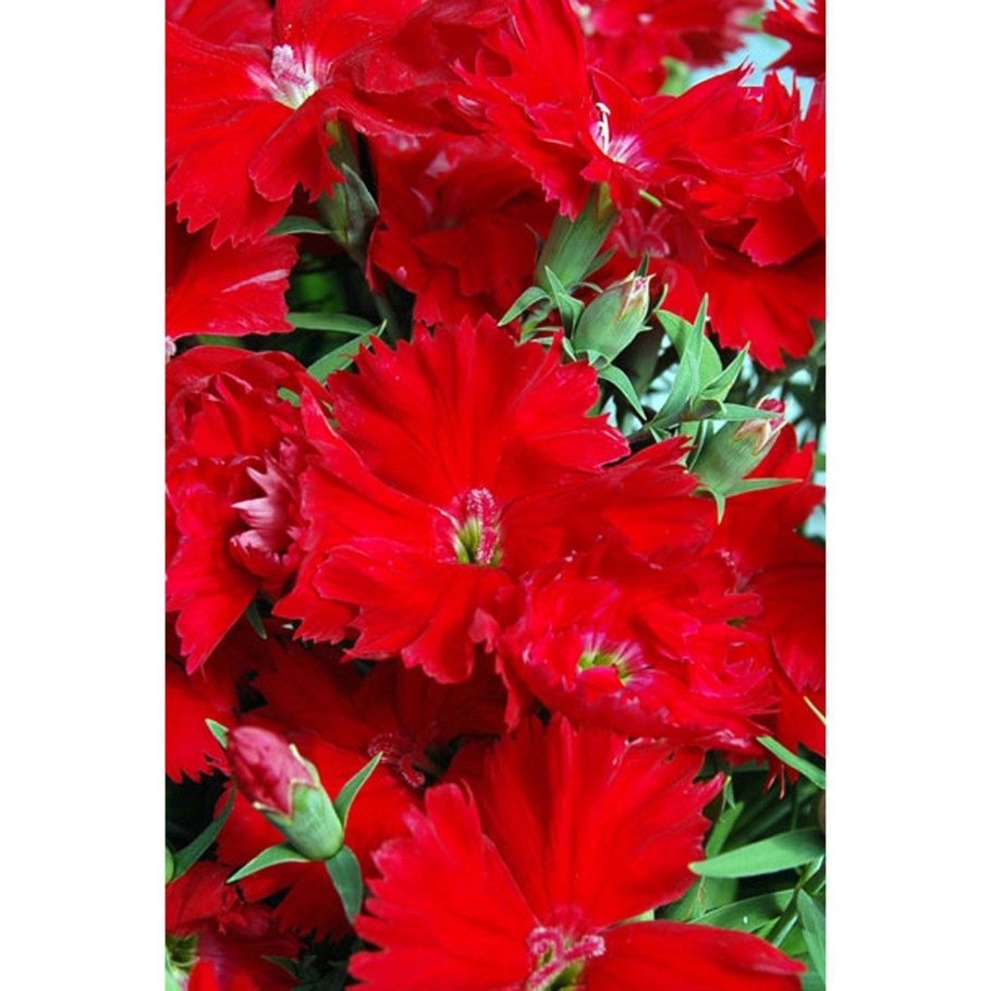 Гвоздика китайская Диана Скарлет