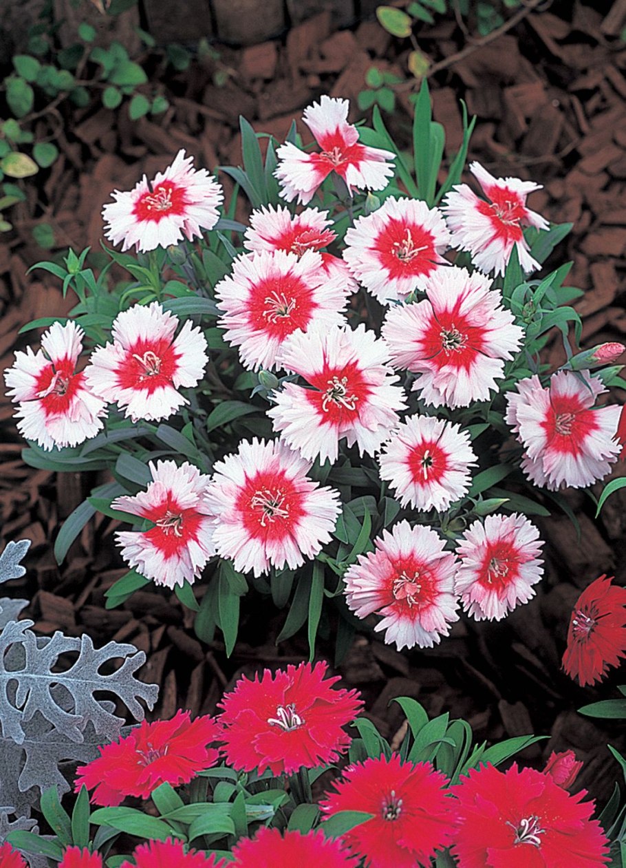 Гвоздика Садовая низкорослая
