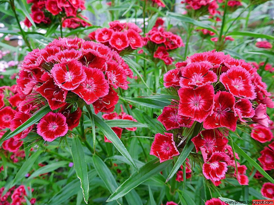 Гвоздика бородатая - Dianthus barbatus