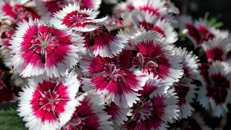 Многолетник гвоздика китайская