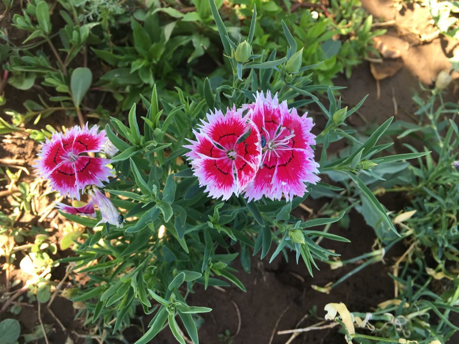 Гвоздика китайская махровая микс