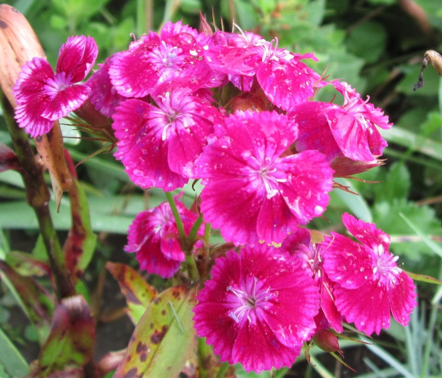 Гвоздика турецкая двулетник