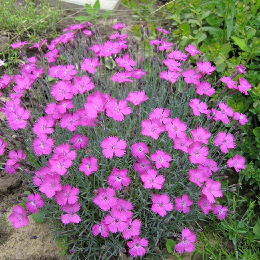 Гвоздика Альпийская Dianthus Alpinus Rubin
