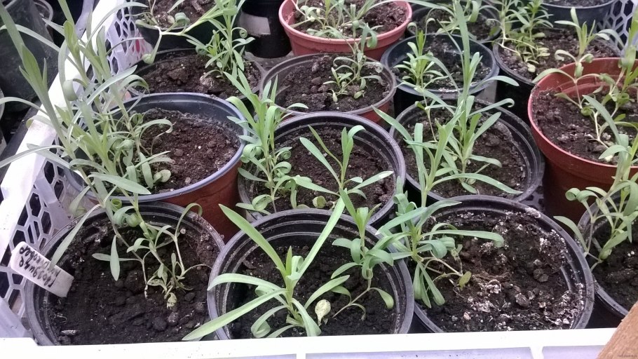 Гвоздика перистая рассада