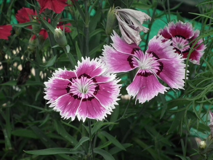 Гвоздика китайская