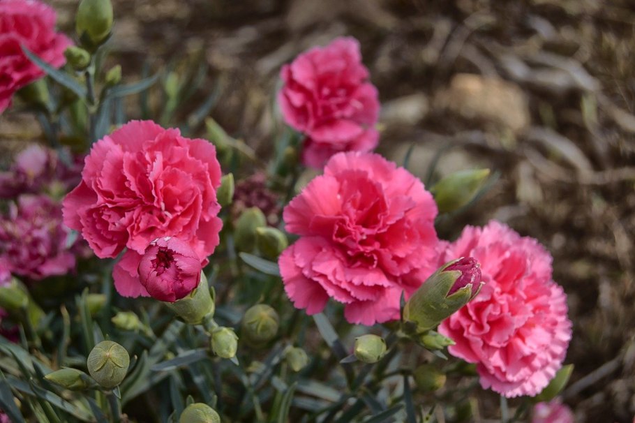 Гвоздика Шабо махровая