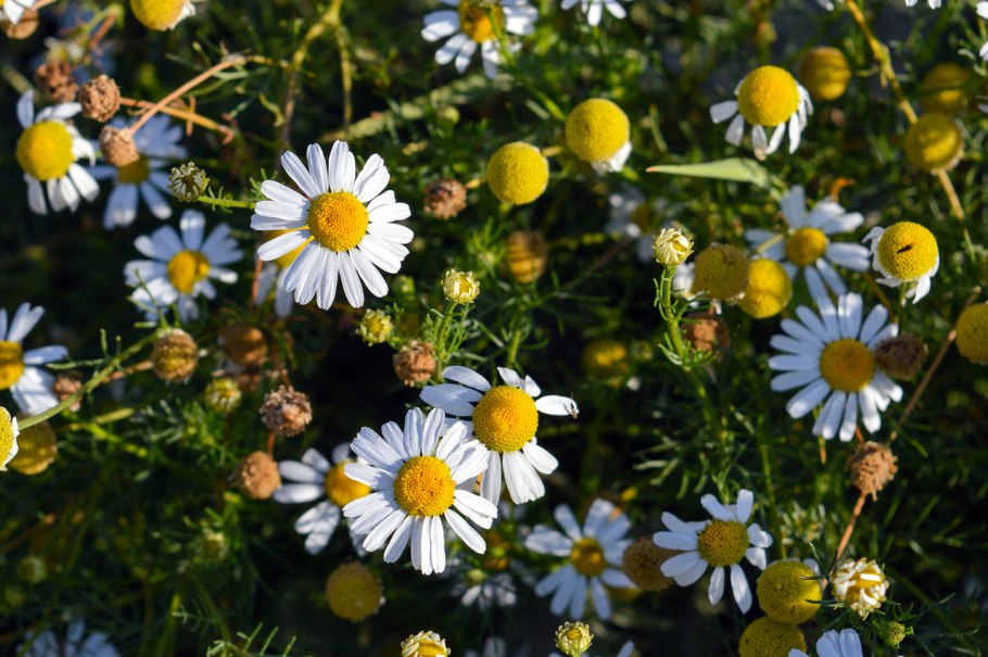 Ромашка для травника