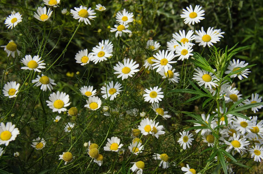 Астра Ромашковая белая