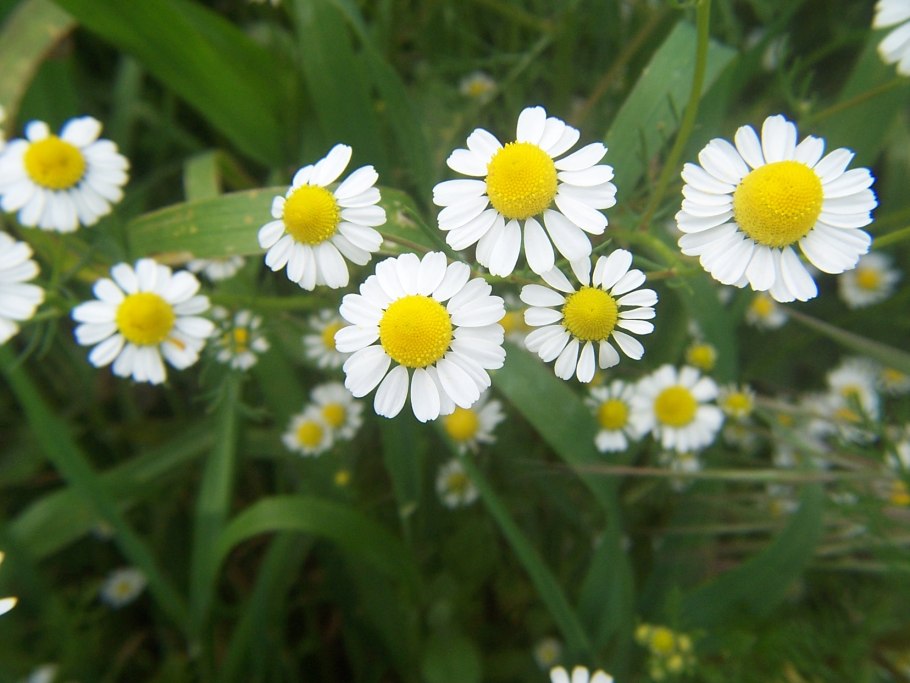 Матрикария Хамомилла