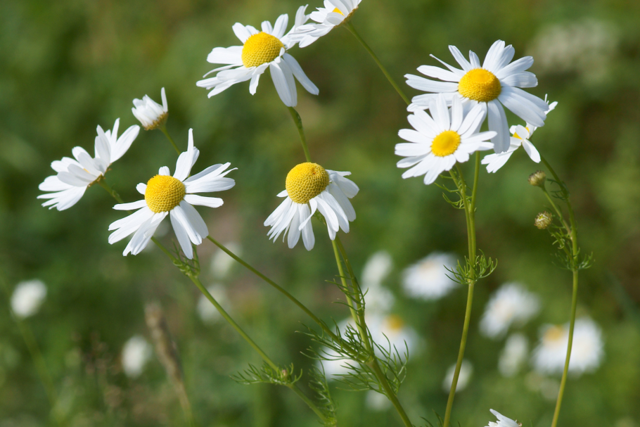 Matricaria Chamomilla
