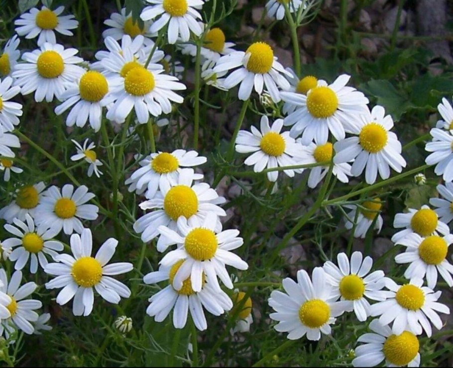 Ромашка аптечная (Matricaria Chamomilla)