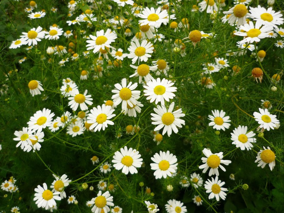 Chamomilla officinalis