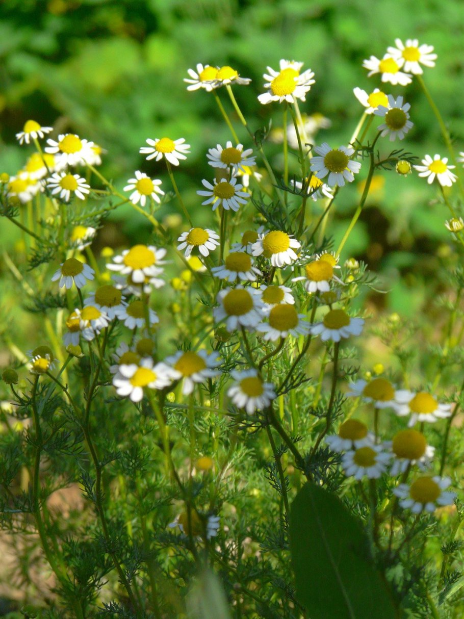 Ромашка аптечная (Matricaria Chamomilla)