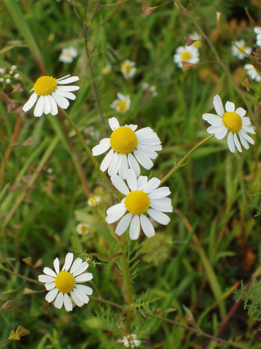 Matricaria matricarioides – Ромашка пахучая