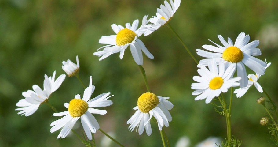 Ромашка аптечная на белом