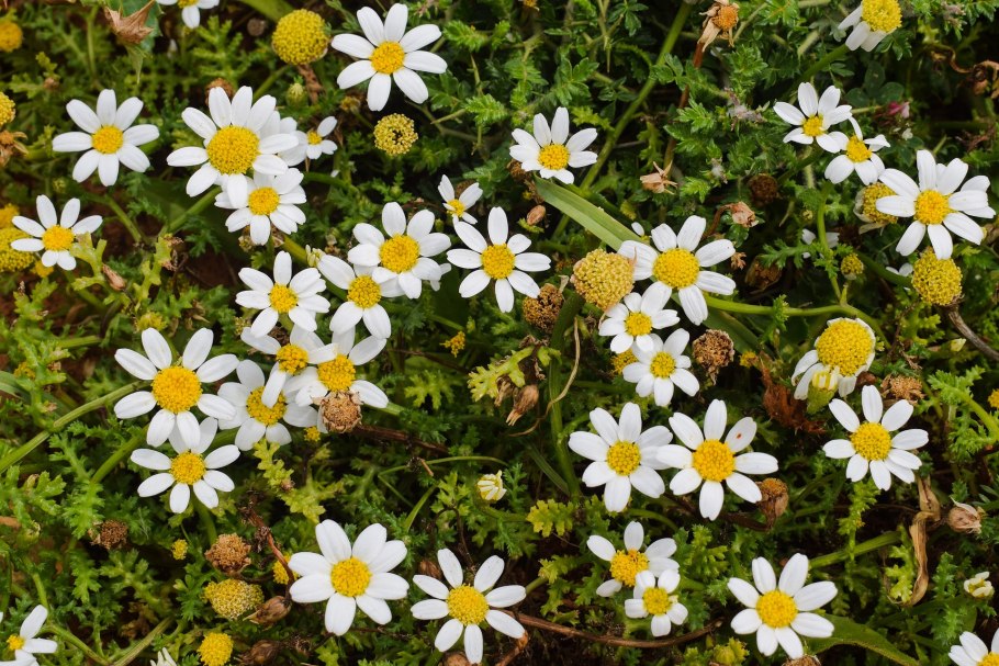 Аптечная Ромашка это многолетник