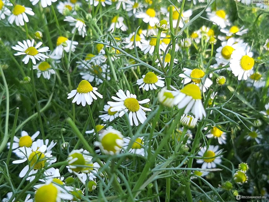 Ромашка аптечная семянки