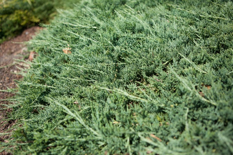 Можжевельник Juniperus horizontalis Wiltonii