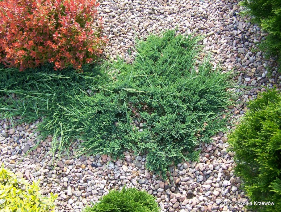 Можжевельник Горизонт Вилтони