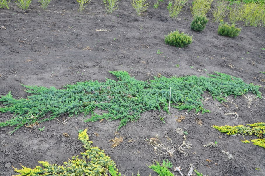 Почвопокровные можжевельник Вилтони