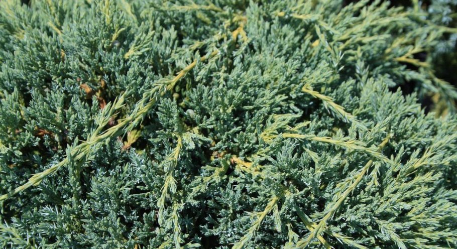 Можжевельник горизонтальный Wiltonii