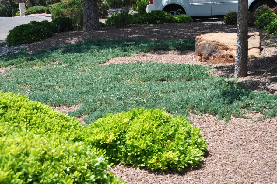 Можжевельник горизонтальный Wiltonii