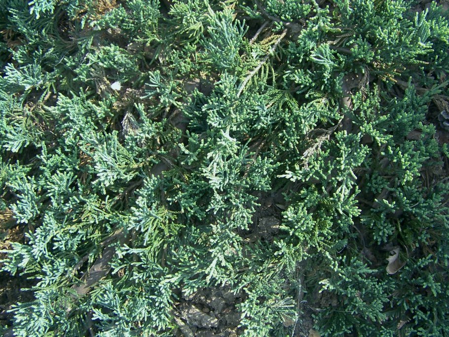 Можжевельник казацкий Вилтони