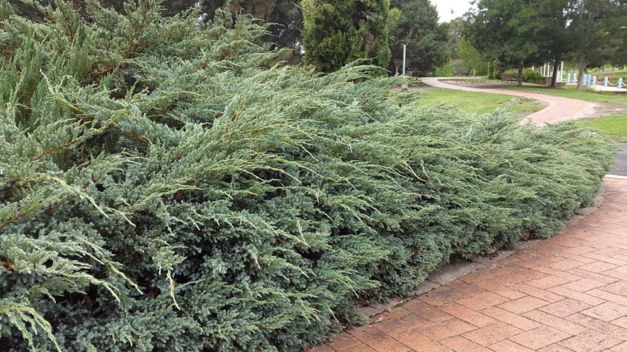 Juniperus horizontalis Wiltonii
