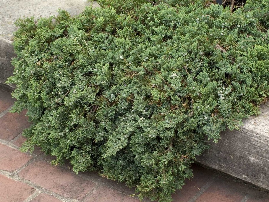 Можжевельник казацкий Вилтони