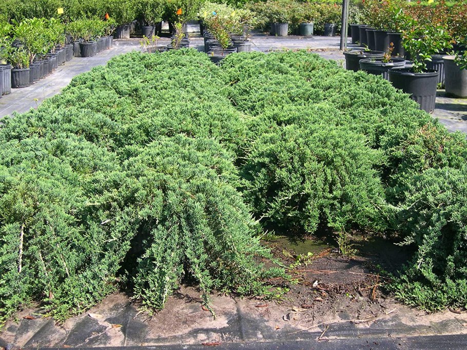 Можжевельник стелющийся Вилтони