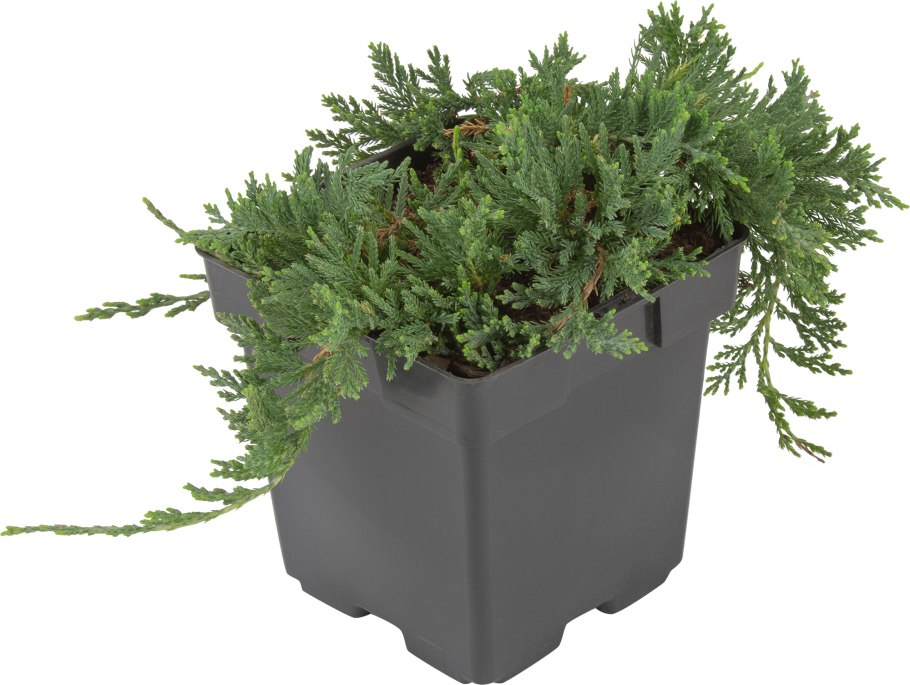 Можжевельник казацкий куртины