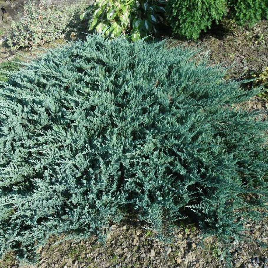Можжевельник Грин карпет
