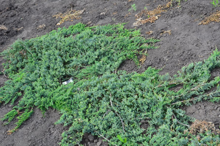 Можжевельник Горизонт Вилтони