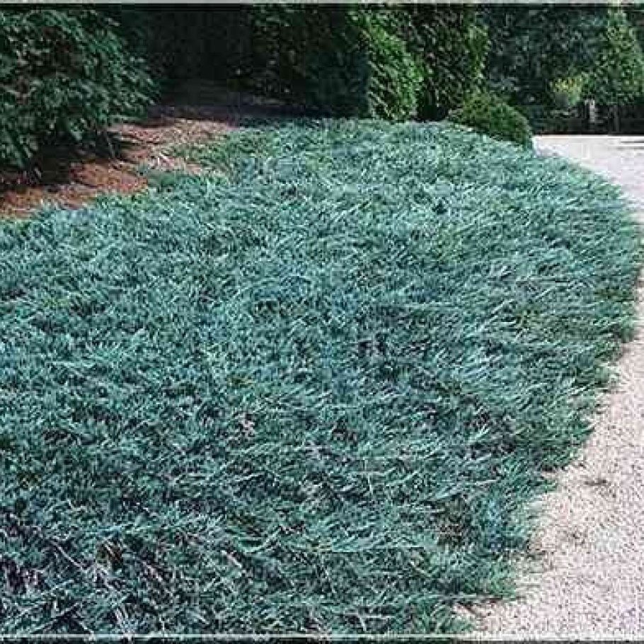 Можжевельник горизонтальный Вилтони