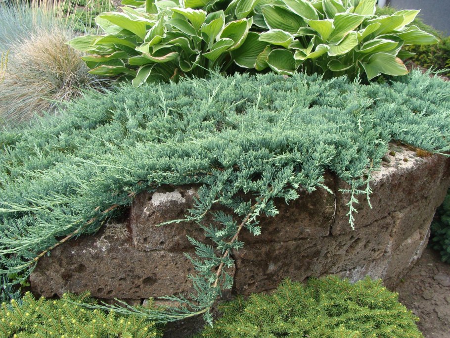 Можжевельник горизонтальный Juniperus horizontalis Wiltonii