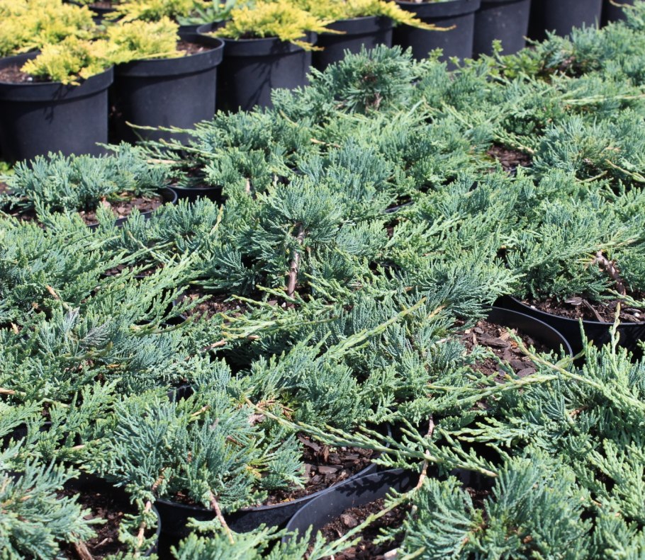 Juniperus horizontalis Wiltonii