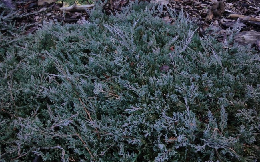 Можжевельник Juniperus horizontalis Wiltonii