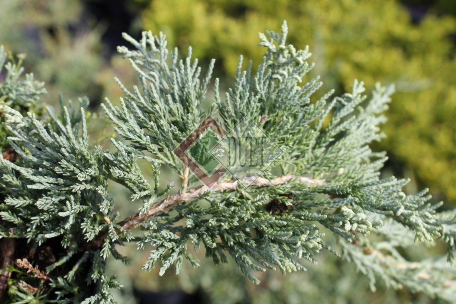 Можжевельник горизонтальный Хаггис