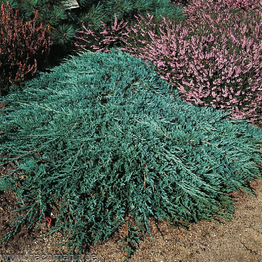 Можжевельник горизонтальный Вилтони