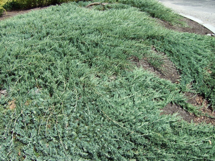 Можжевельник Горизонт Вилтони