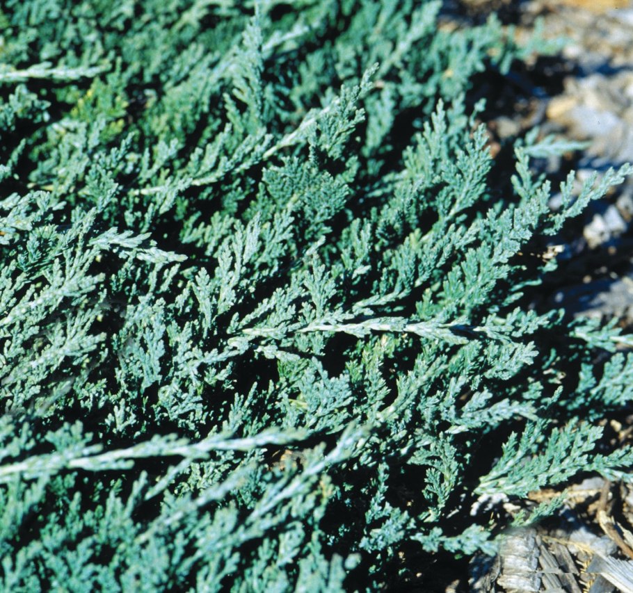 Можжевельник Вилтони вертикальный