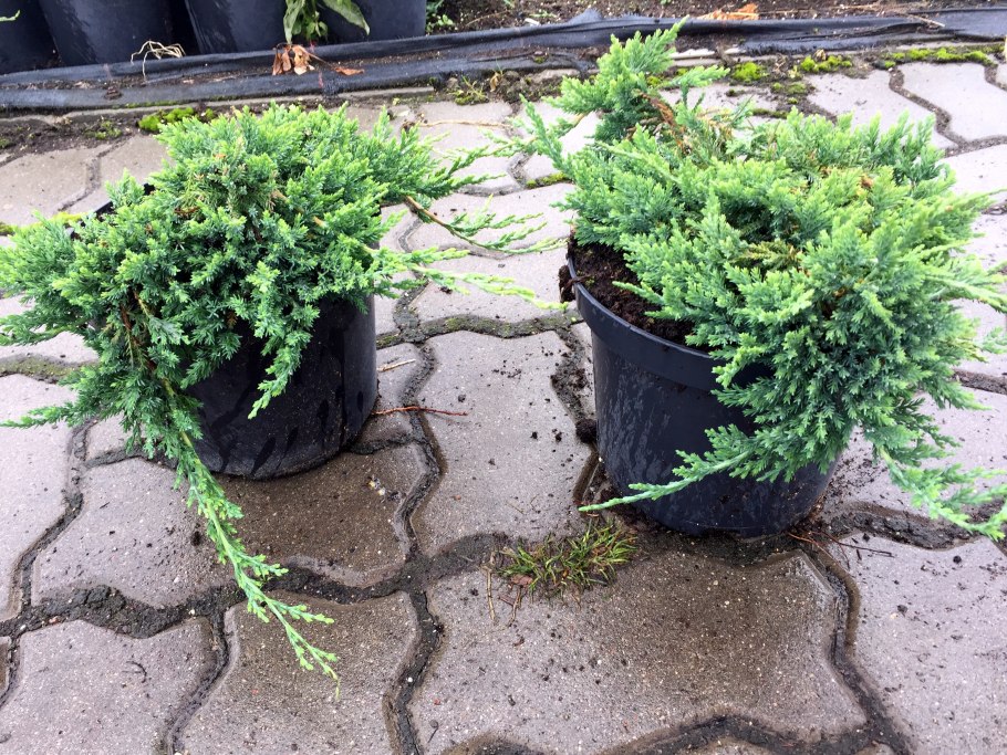 Можжевельник горизонтальный Вилтони