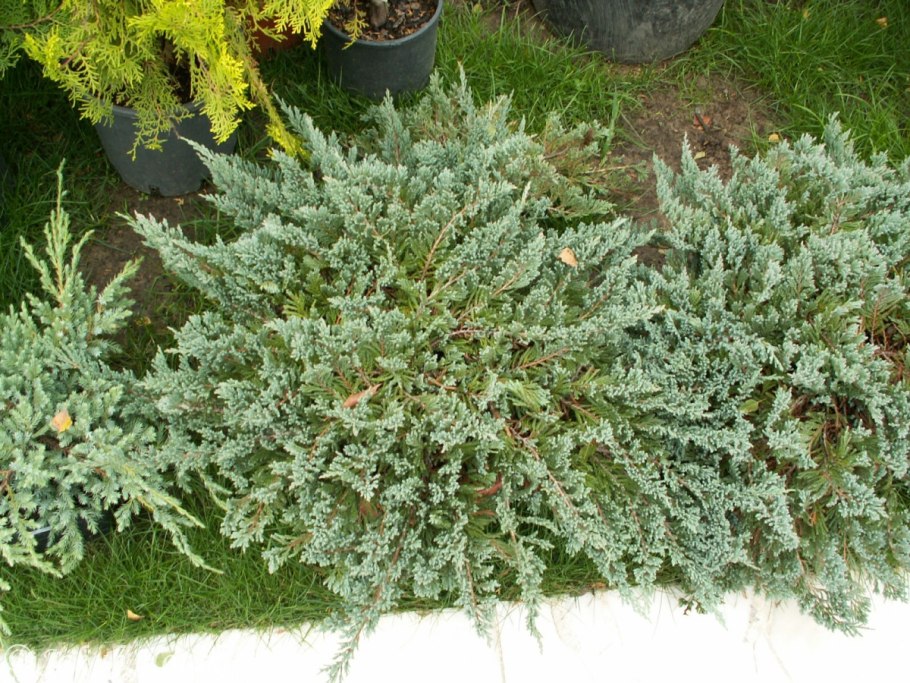 Можжевельник Горизонт Вилтони