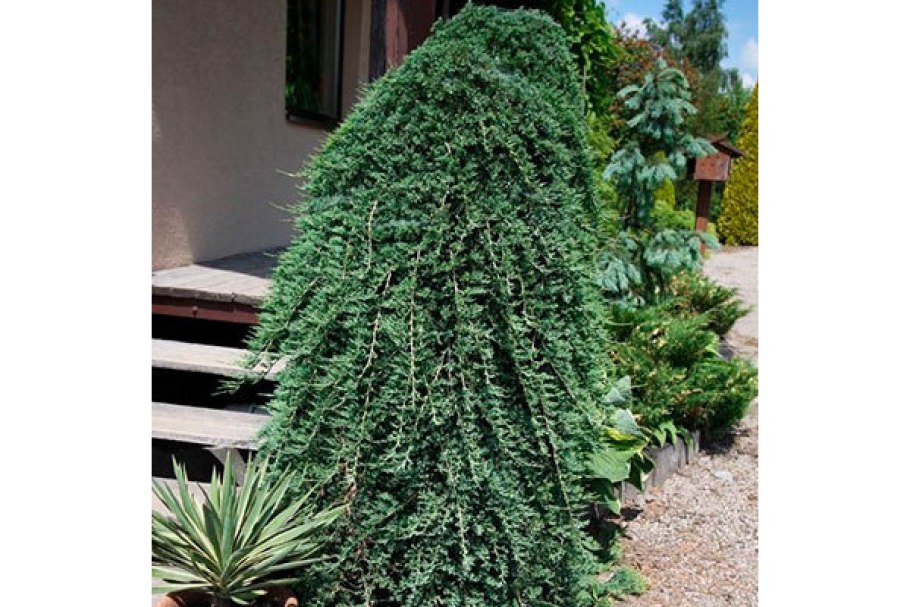 Можжевельник Вилтони на штамбе