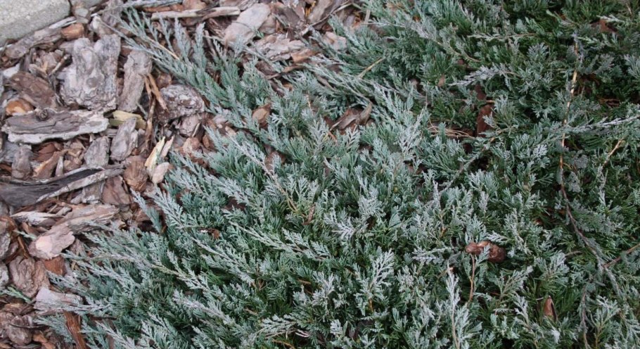 Можжевельник Wiltonii (Вилтони)