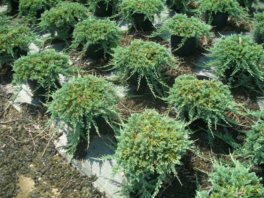 Можжевельник горизонтальный Вилтони